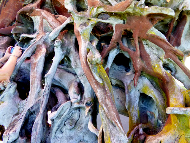 Phoenix Tree Roots - Photography by Sharon Alston
